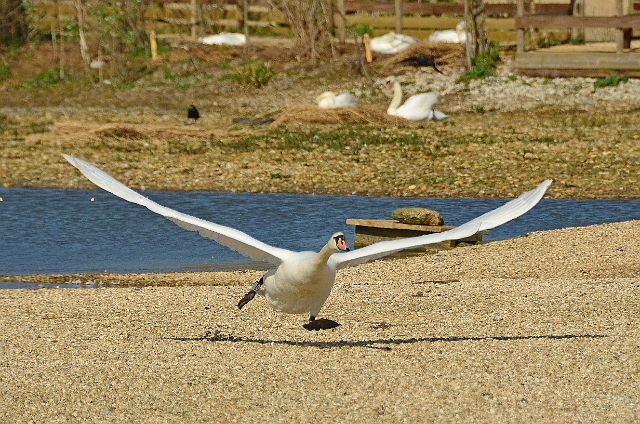 13 04 14_2950_edited-1.jpg - ABBOTSBURY SWANERY, DORSET - 13.4.14